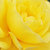 Yellow - Bed and borders rose - floribunda - Friesia®